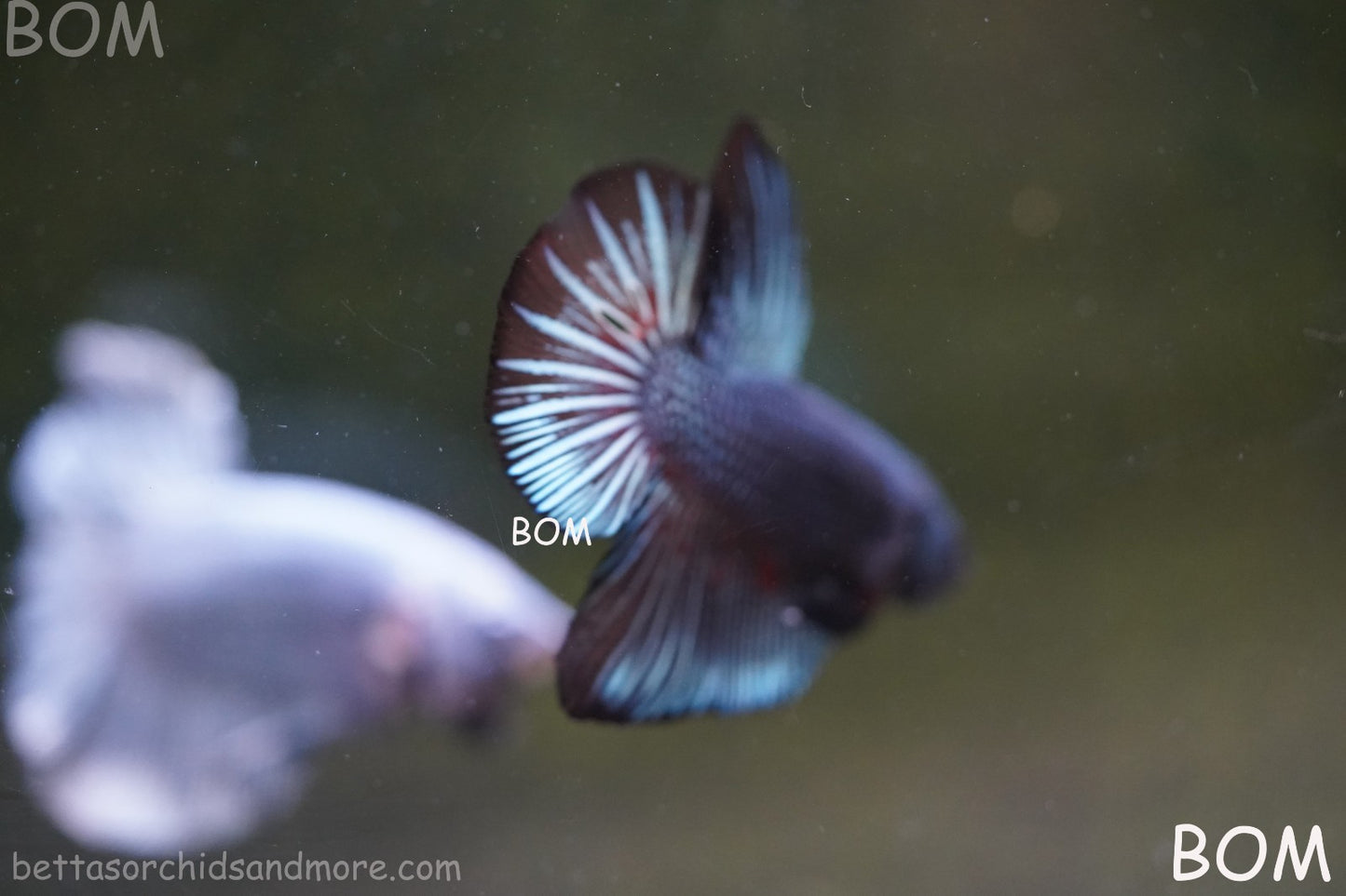 LIVE BETTA GIANT MALE BLUE SERIES 5 CM BO | BOM-A313