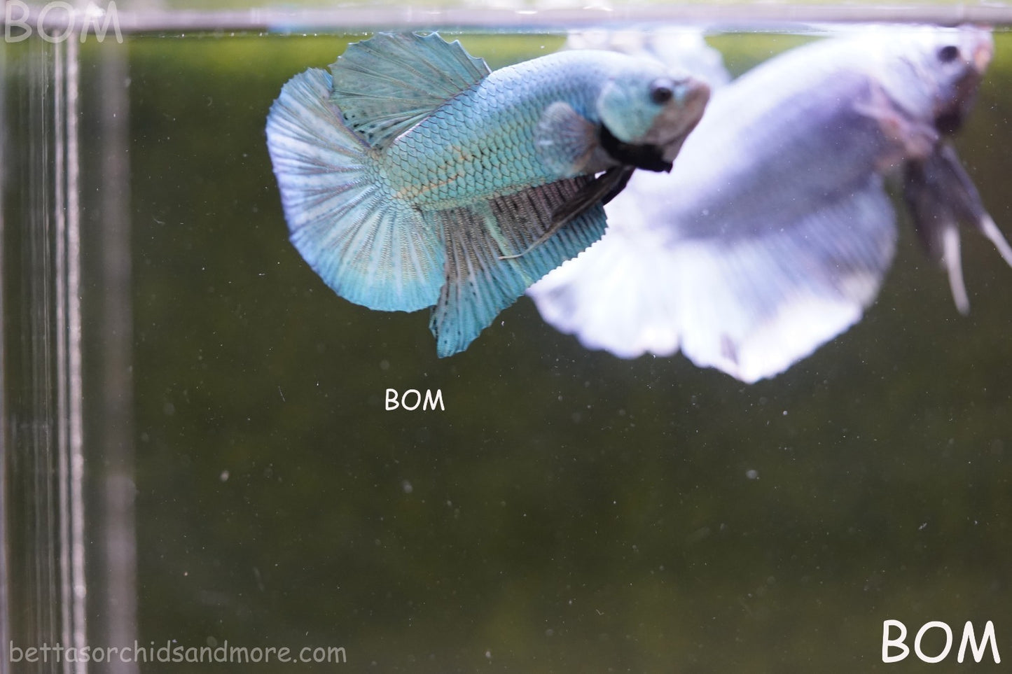 LIVE BETTA GIANT MALE BLUE SERIES 5 CM BO | BOM-A312