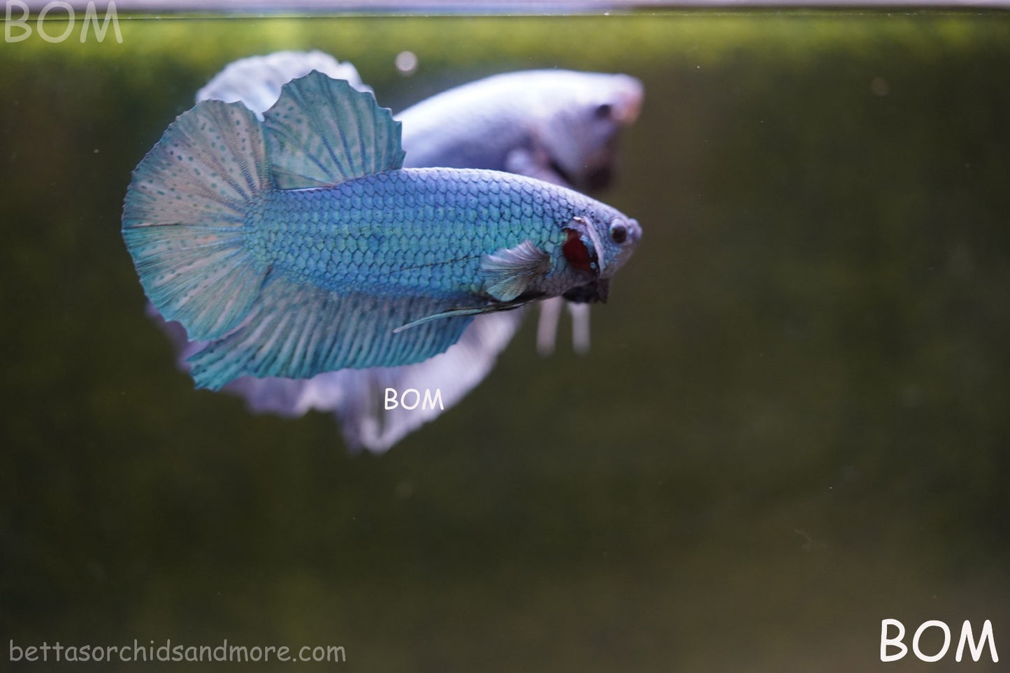 Betta Plakat GIANT MALE BLUE SERIES 5 CM BO | BOM-A307