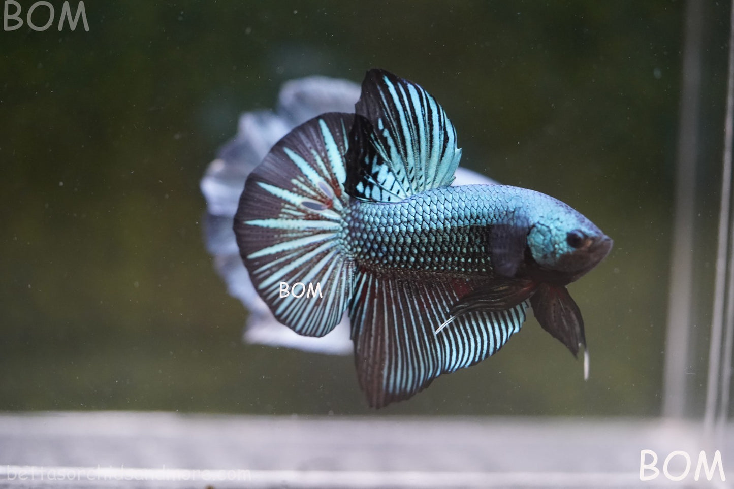 LIVE BETTA GIANT MALE BLUE SERIES 5 CM BO | BOM-A313