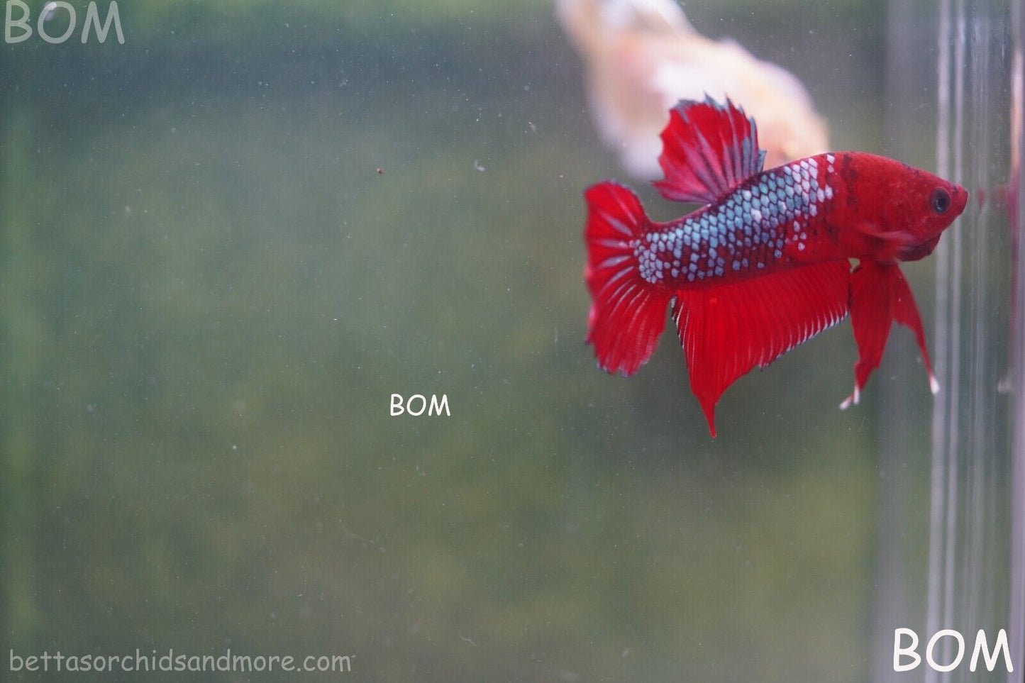 LIVE BETTA HMPK MALE FANCY RED | BOM-A177