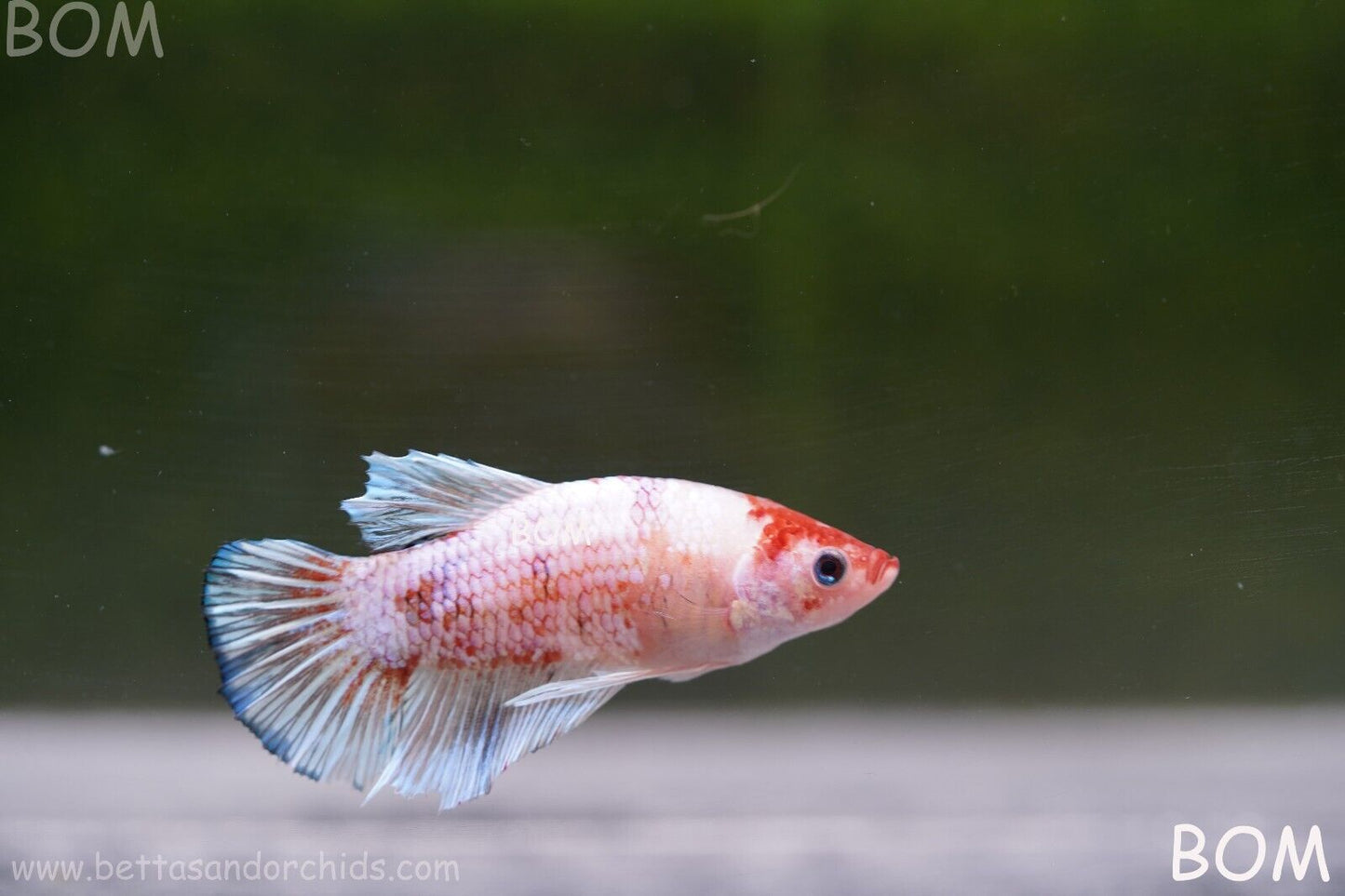MALE BETTA HMPK MULTICOLOUR | BOM932