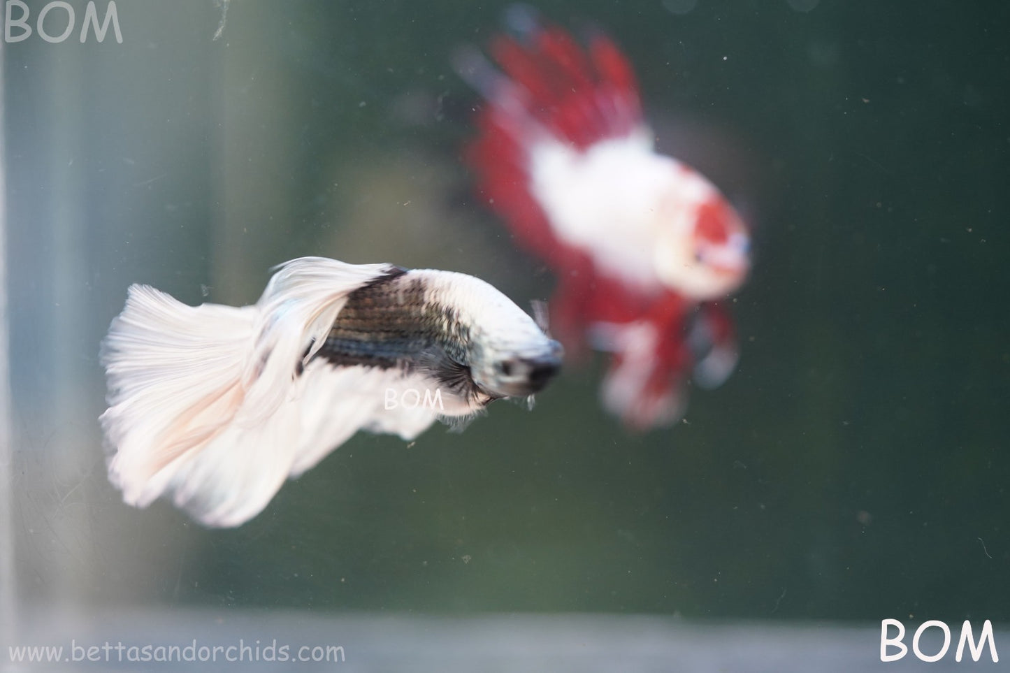 LIVE BETTA MALE DRAGONS SILVER BUTTERFLY : Unique Fish | BOM-A293