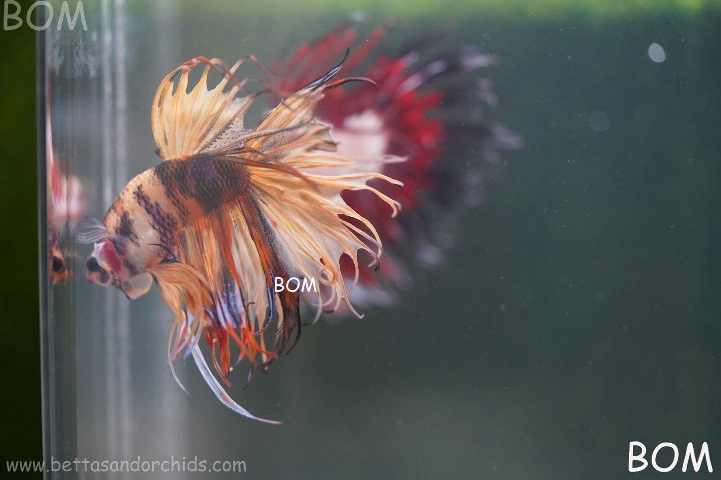 LIVE BETTA MALE CROWN JELLY YELLOW : Unique Fish | BOM-A301