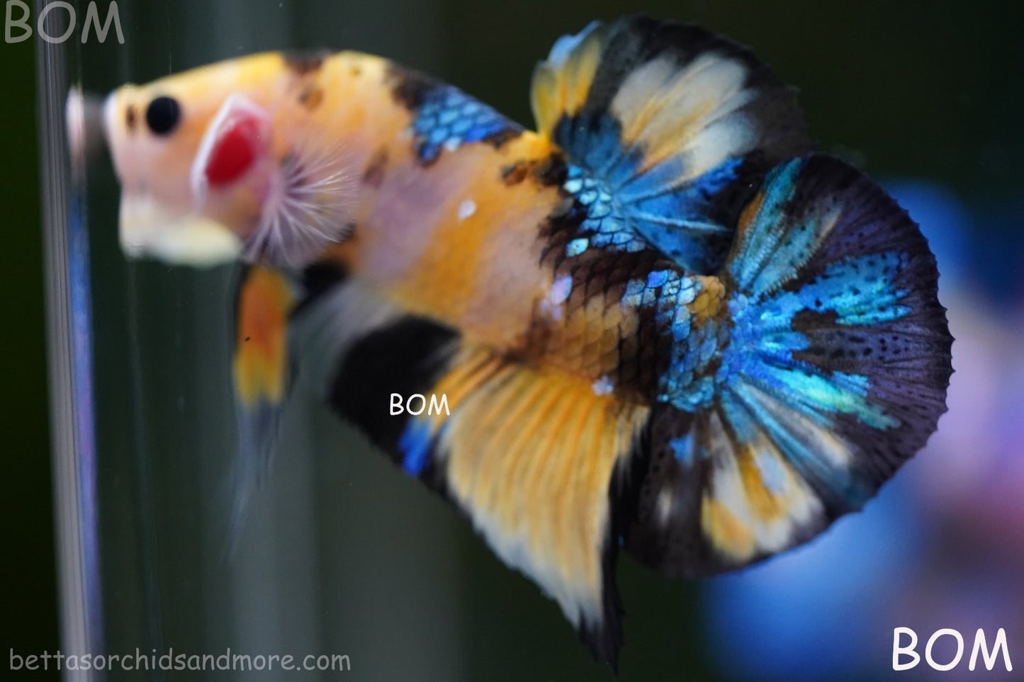 LIVE BETTTA MALE METALLIC MULTICOLOUR HMPK BEAUTIFUL COLOURS | BOM-A284
