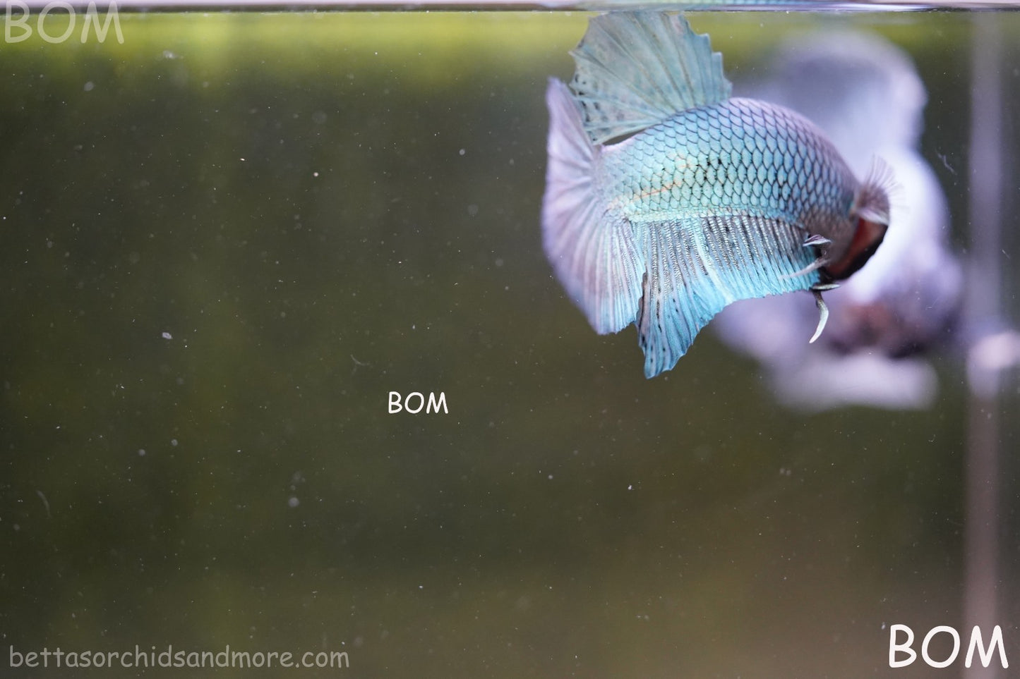 LIVE BETTA GIANT MALE BLUE SERIES 5 CM BO | BOM-A312