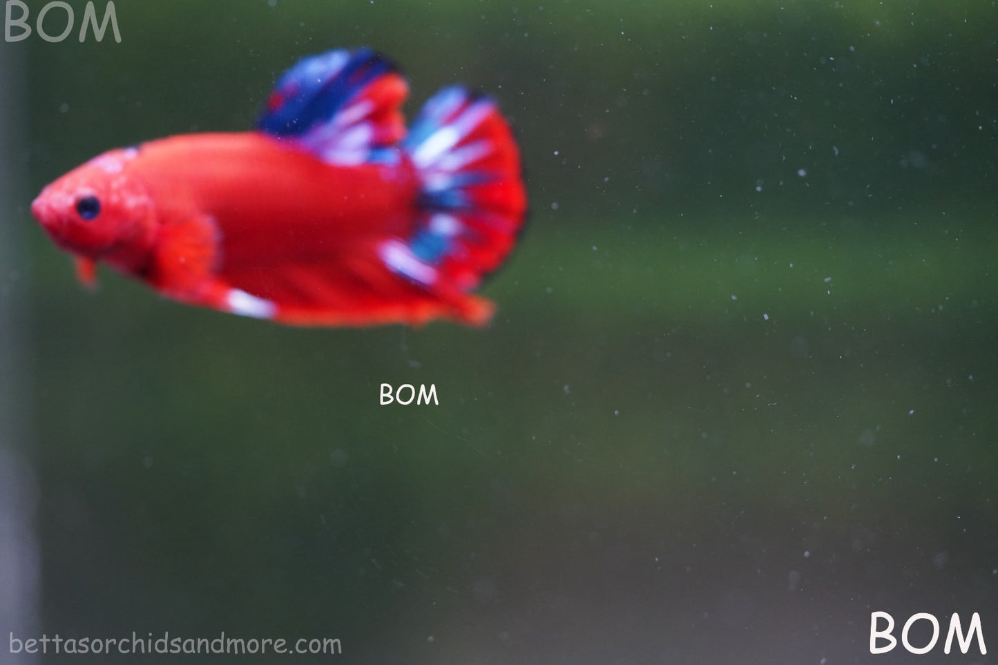 PREMIUM MALE HELLBOY HMPK BETTA Fish:Live HMPK | BOM-A273