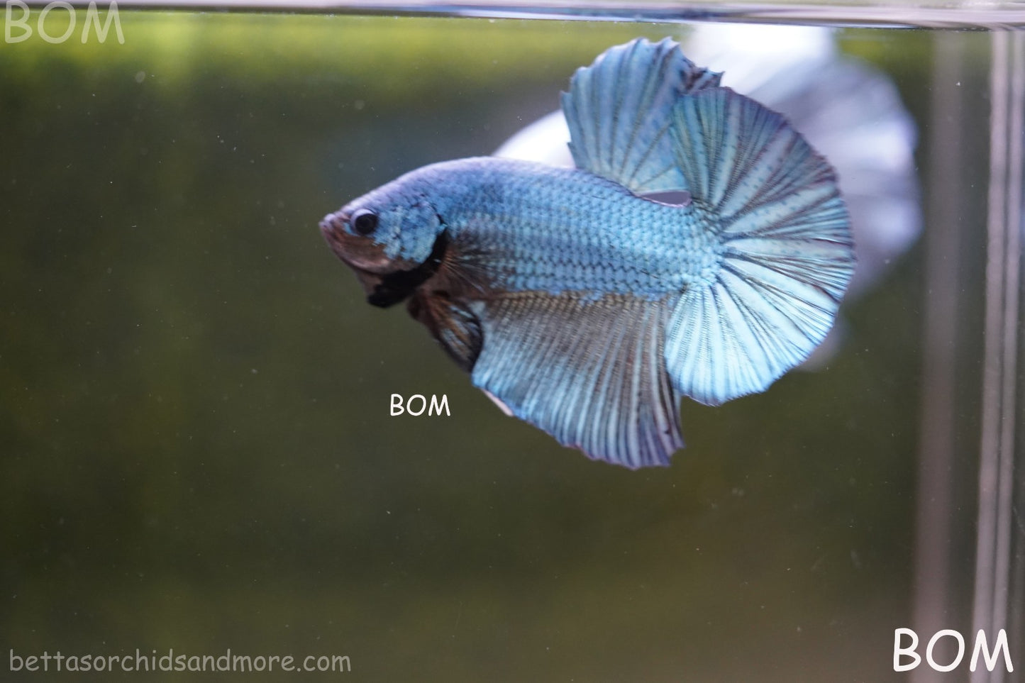 Betta Plakat GIANT MALE BLUE SERIES 5 CM BO | BOM-A309