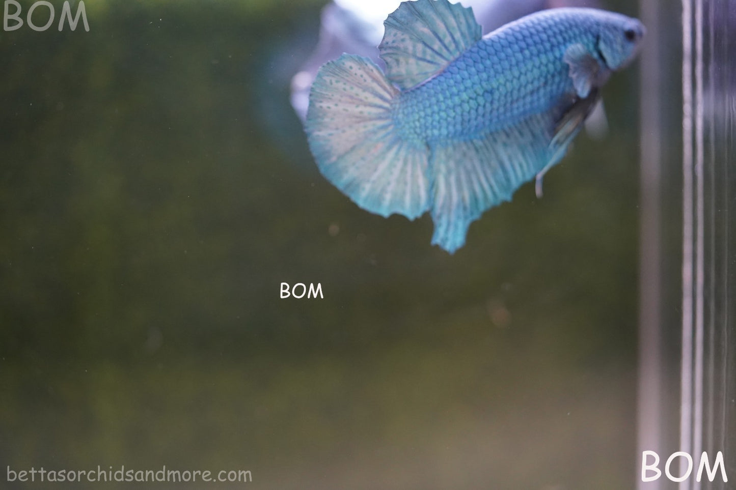 Betta Plakat GIANT MALE BLUE SERIES 5 CM BO | BOM-A307