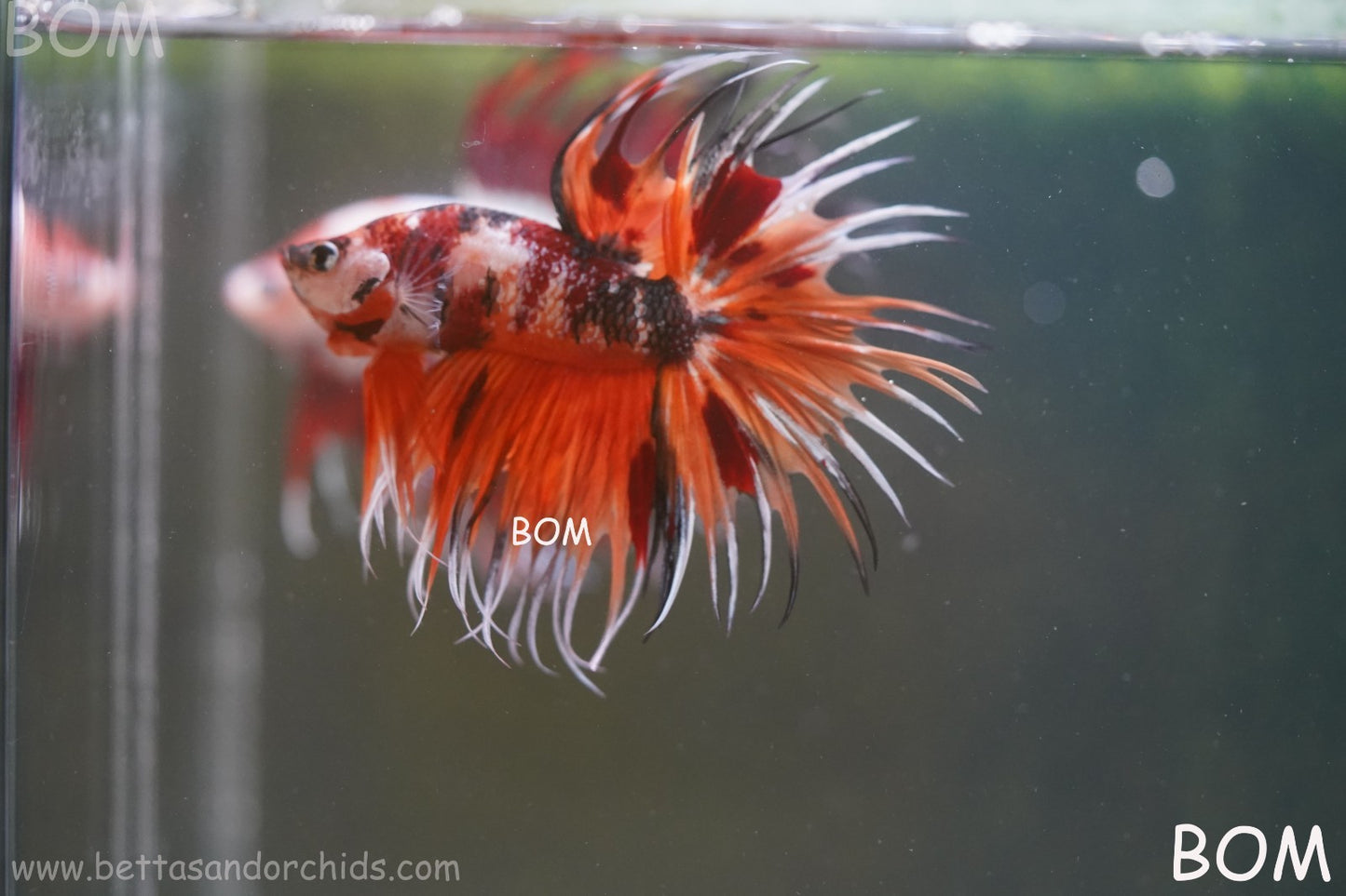 LIVE BETTA MALE DRAGONS CROWN LEOPARDS : Unique Fish | BOM-A300