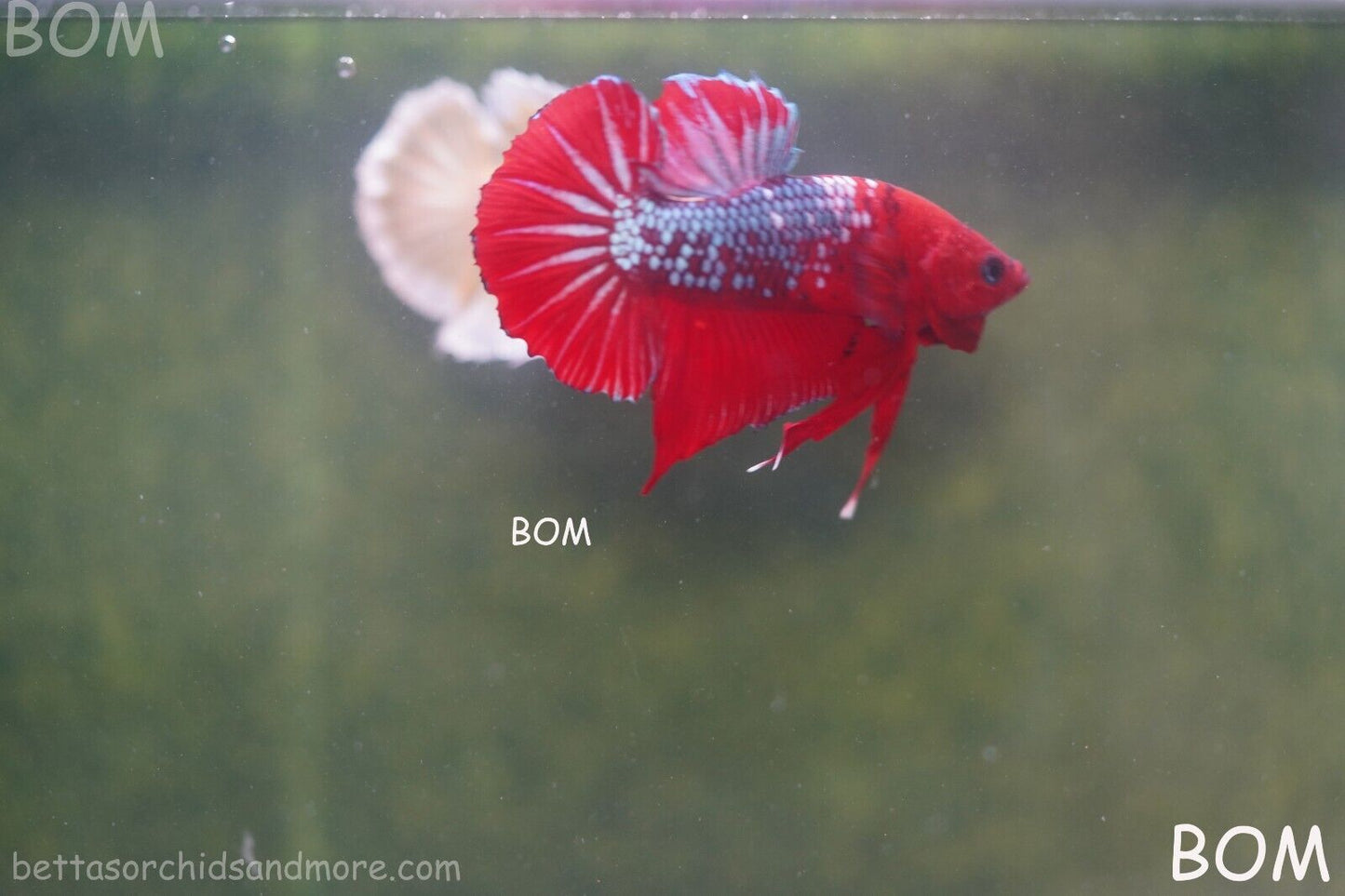 LIVE BETTA HMPK MALE FANCY RED | BOM-A177