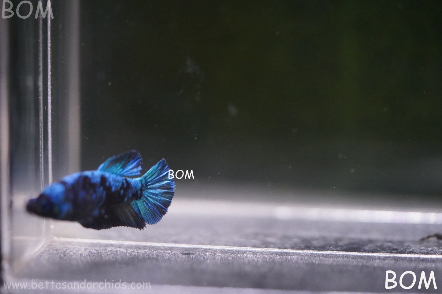 LIVE BETTA FEMALE HMPK GORDON GALAXY DUST | BOM-A503