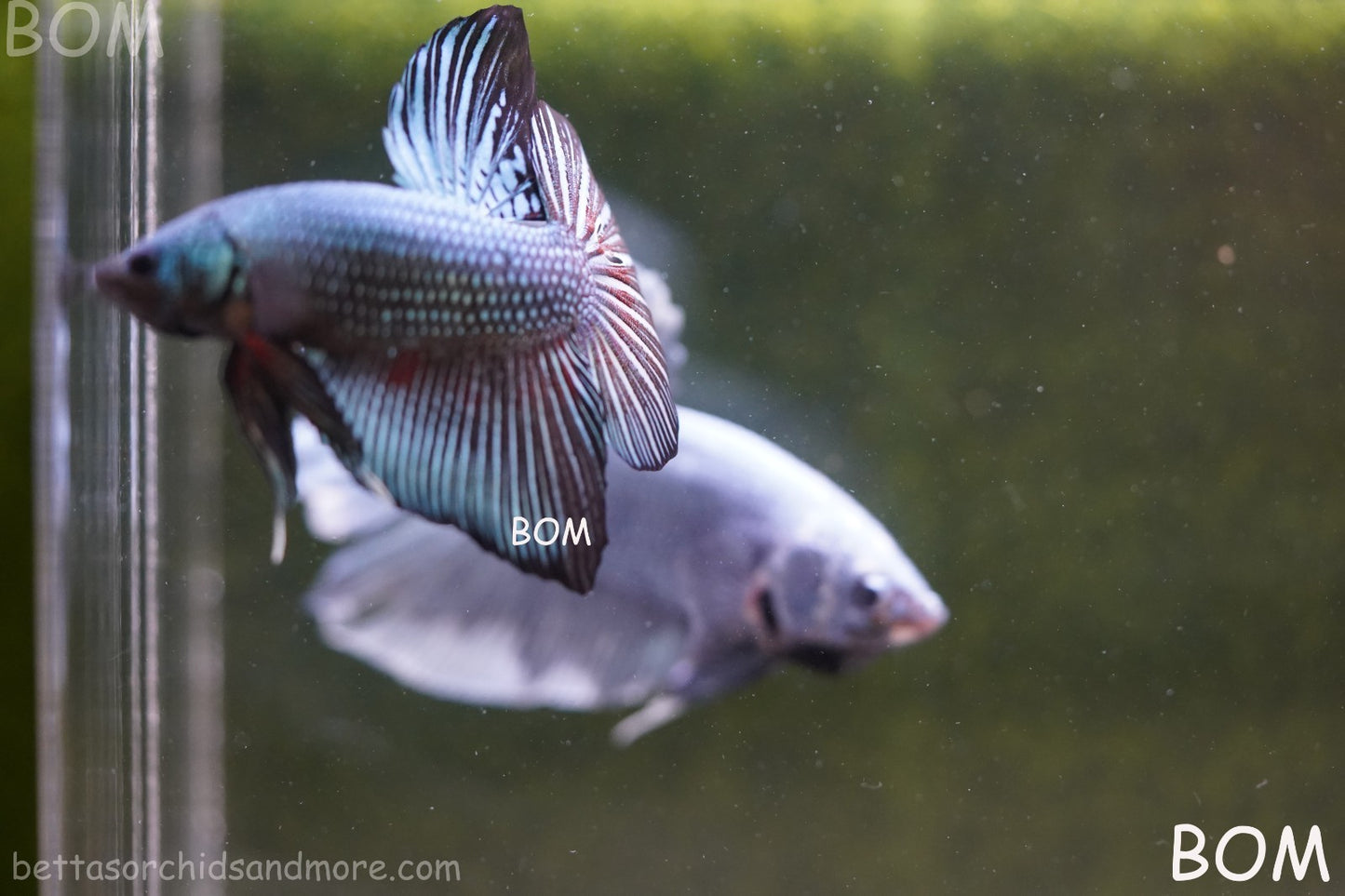 LIVE BETTA GIANT MALE BLUE SERIES 5 CM BO | BOM-A313
