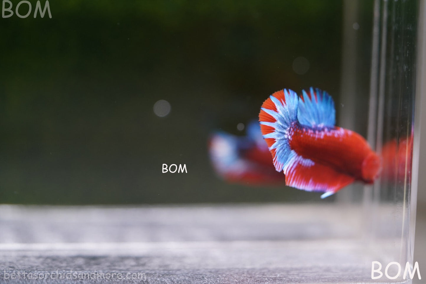 PREMIUM MALE HELLBOY HMPK BETTA Fish:Live HMPK | BOM-A226