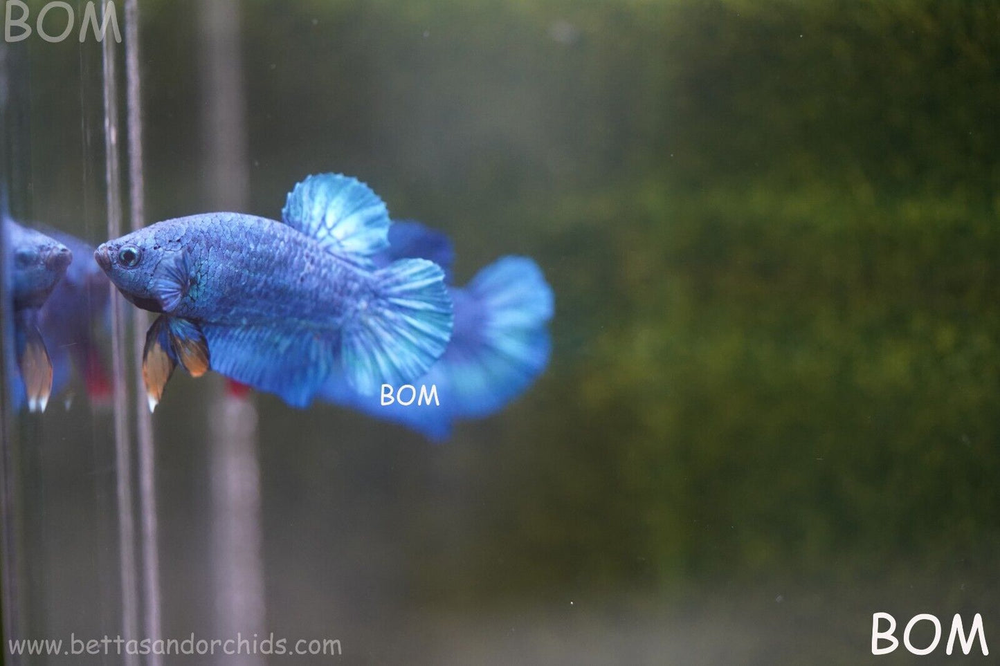 MALE GREEN ARMOUR SERIES Plakat Betta Fish: Live HMPK YELLOW TIE BOM-A65