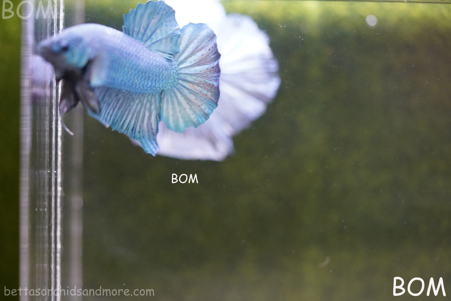 Betta Plakat GIANT MALE BLUE SERIES 5 CM BO | BOM-A307