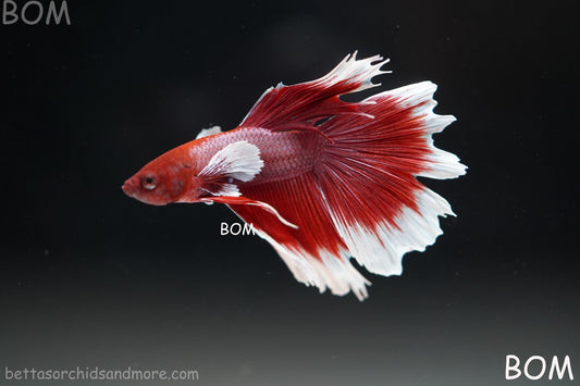 LIVE BETTA MALE RED BUTTERFLY DUMBO EAR COMBTAIL | BOM-B391