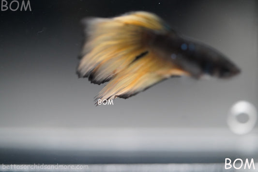 LIVE BETTA MALE BLACK GOLD MUSTARD GAS HM | BOM-B393
