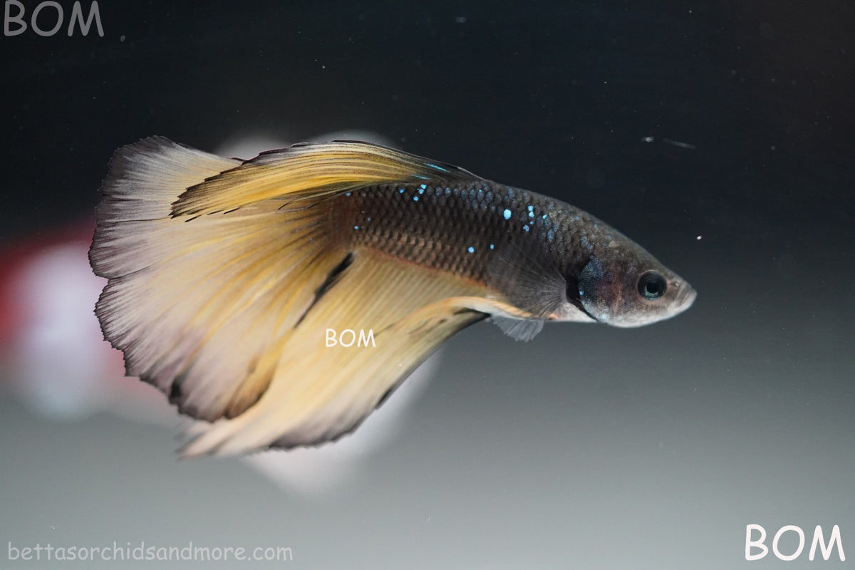 LIVE BETTA MALE BLACK GOLD MUSTARD GAS HM | BOM-B393