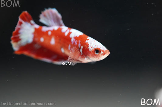 LIVE BETTA FEMALE RED FANCY KOI GALAXY HMPK | BOM-B392