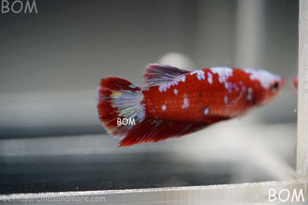 LIVE BETTA FEMALE RED FANCY KOI GALAXY HMPK | BOM-B392