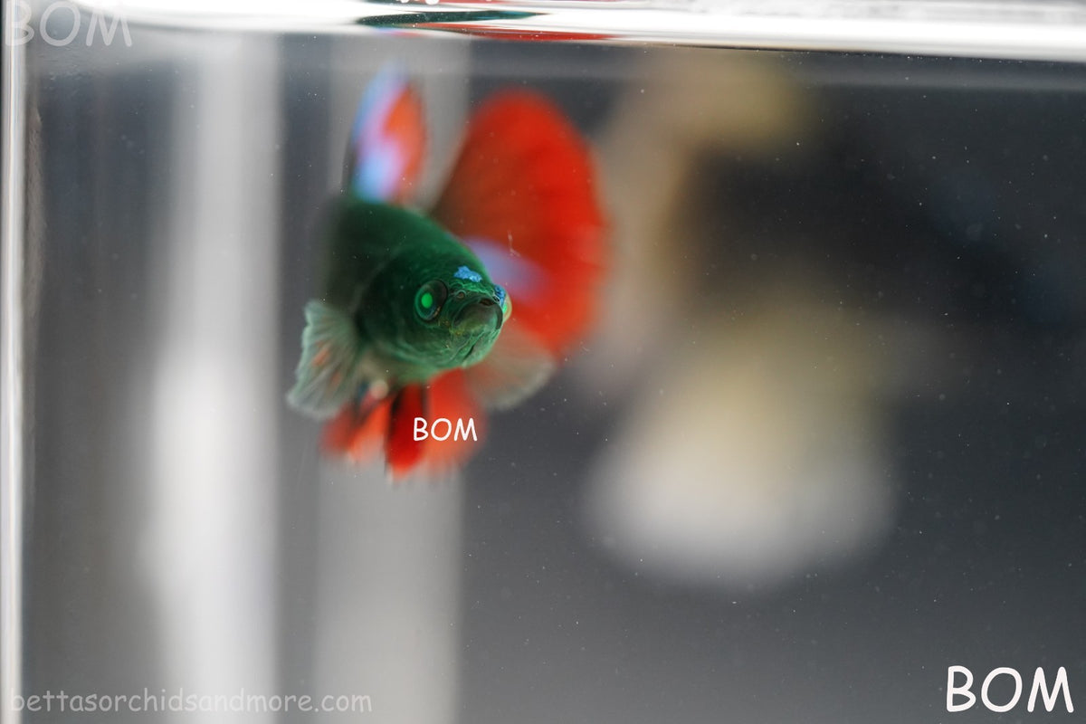 RARE HULK SERIES I GREEN EYED LIVE BETTA FEMALE HMPK GREEN VAMPIRE | BOM-B318