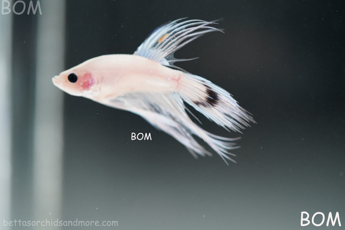 ULTRA RARE BETTA MALE CROWNTAIL PHANTOM WHITE GHOST | BOM-B342