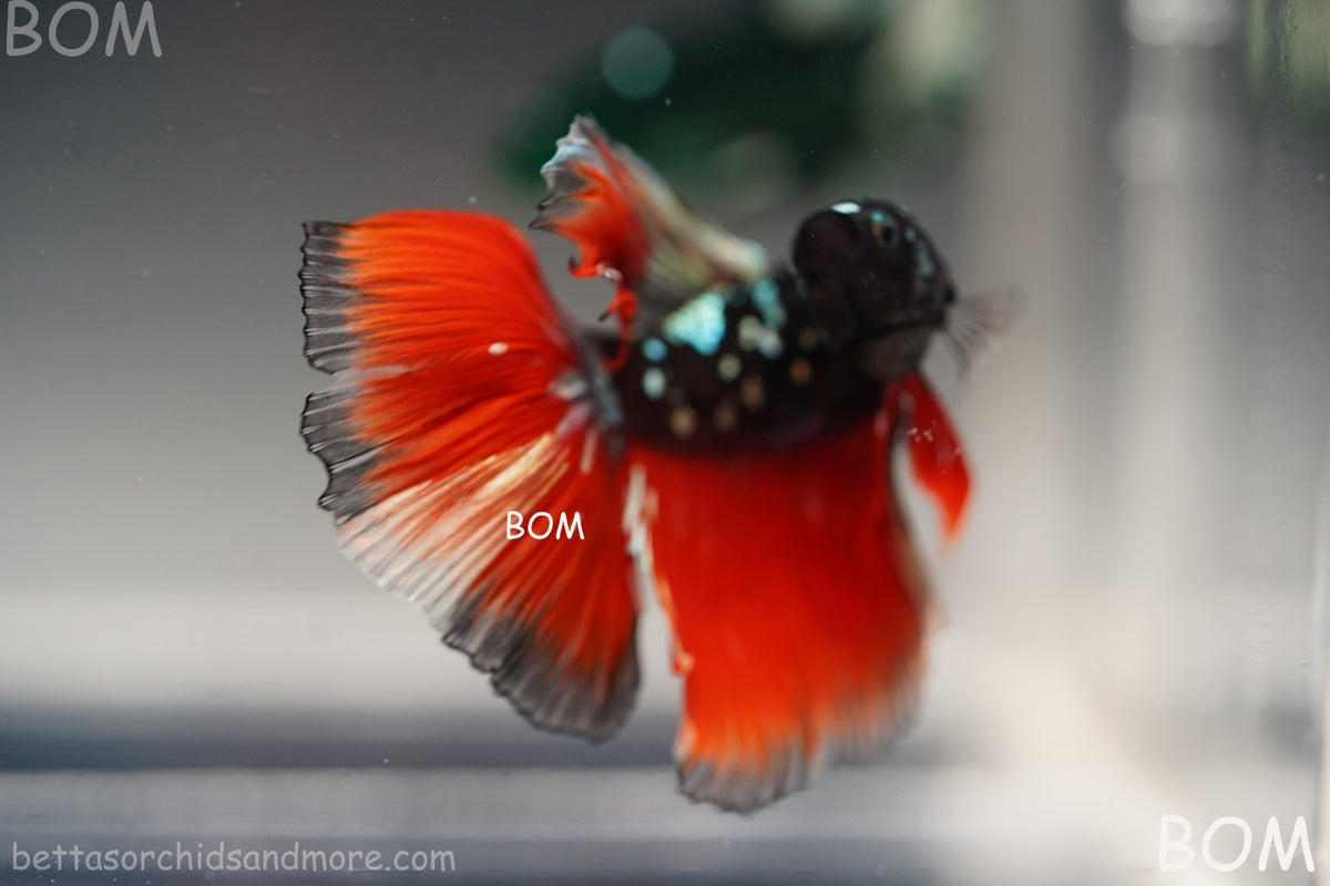 ULTRA RARE I LIVE BETTA MALE HALFMOON RED DEVIL AVATAR GHOST | BOM-B295