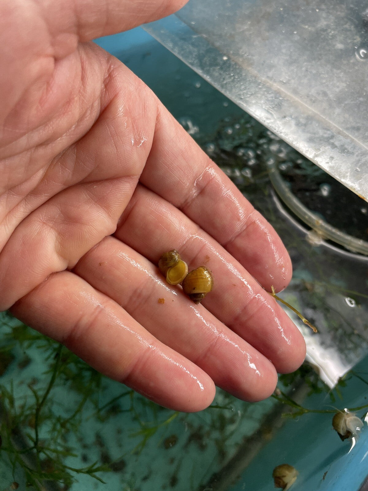 6 Magenta Mystery Snails | Highest Quality Live : NICKEL SIZE