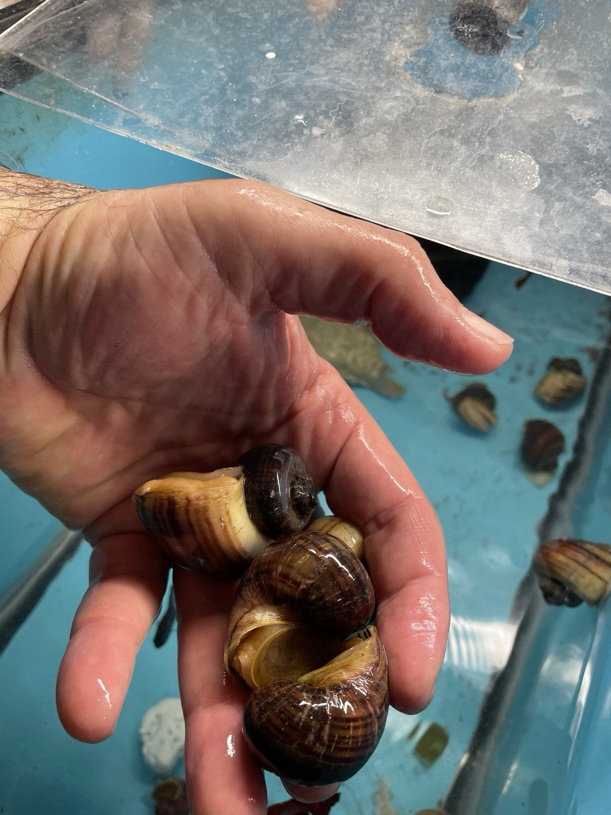 3 PURPLES and 3 MAGENTA Mystery Snails| Highest Quality Live: