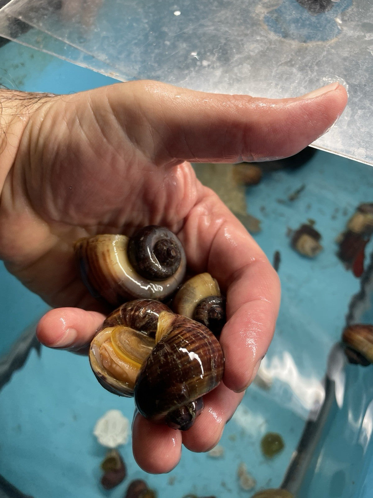 3 PURPLES and 3 MAGENTA Mystery Snails| Highest Quality Live: