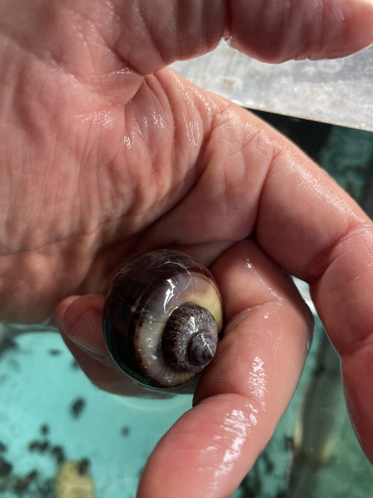 6 PURPLES Mystery Snails| Highest Quality Live: DIME SIZE SNAILS