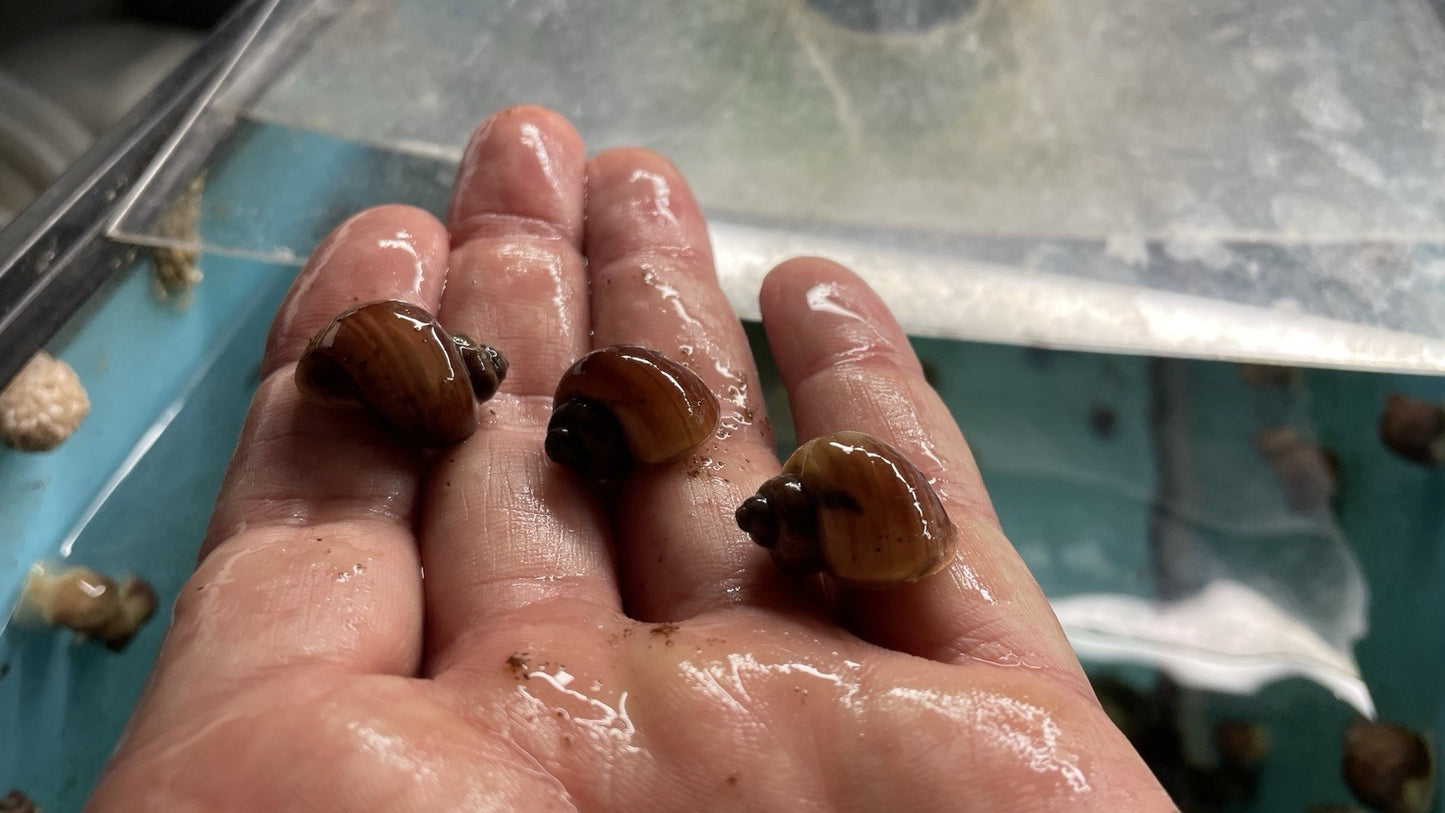 6 Hazelnuts Mystery Snails | Highest Quality Live : DIME SIZE