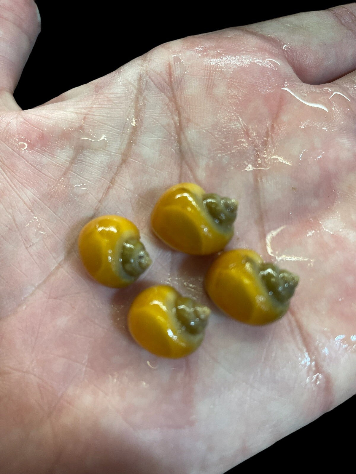 6 Gold Mystery Snails | Highest Quality Live : DIME SIZE :
