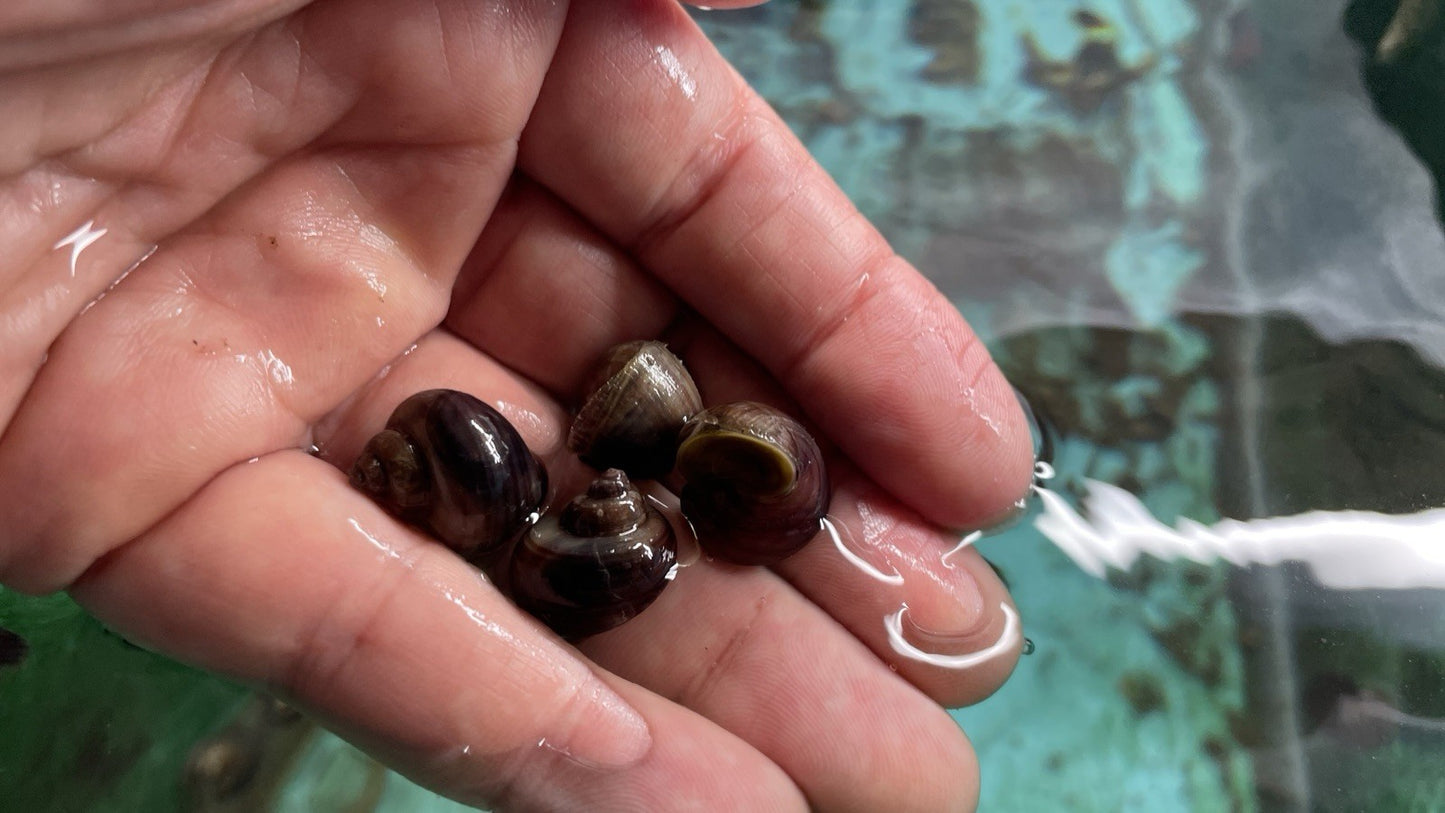 6 PURPLES Mystery Snails| Highest Quality Live: DIME SIZE SNAILS
