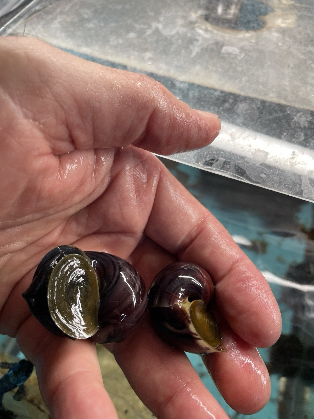 3 PURPLES and 3 MAGENTA Mystery Snails| Highest Quality Live: