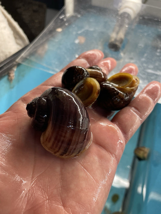 3 PURPLES 3 MAGENTA and 3 GOLD Mystery Snails| Highest Quality Live: