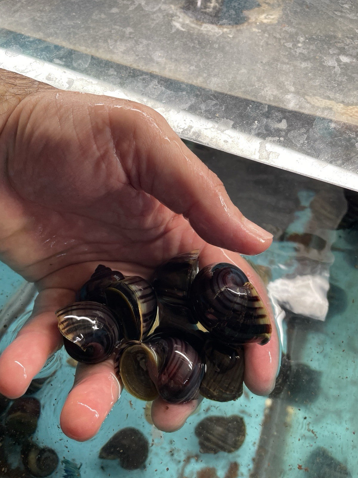 3 PURPLES and 3 MAGENTA Mystery Snails| Highest Quality Live: