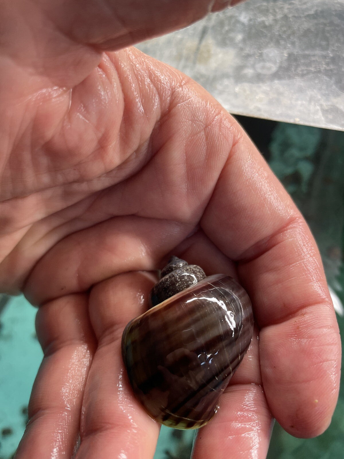 6 PURPLES Mystery Snails| Highest Quality Live: DIME SIZE SNAILS