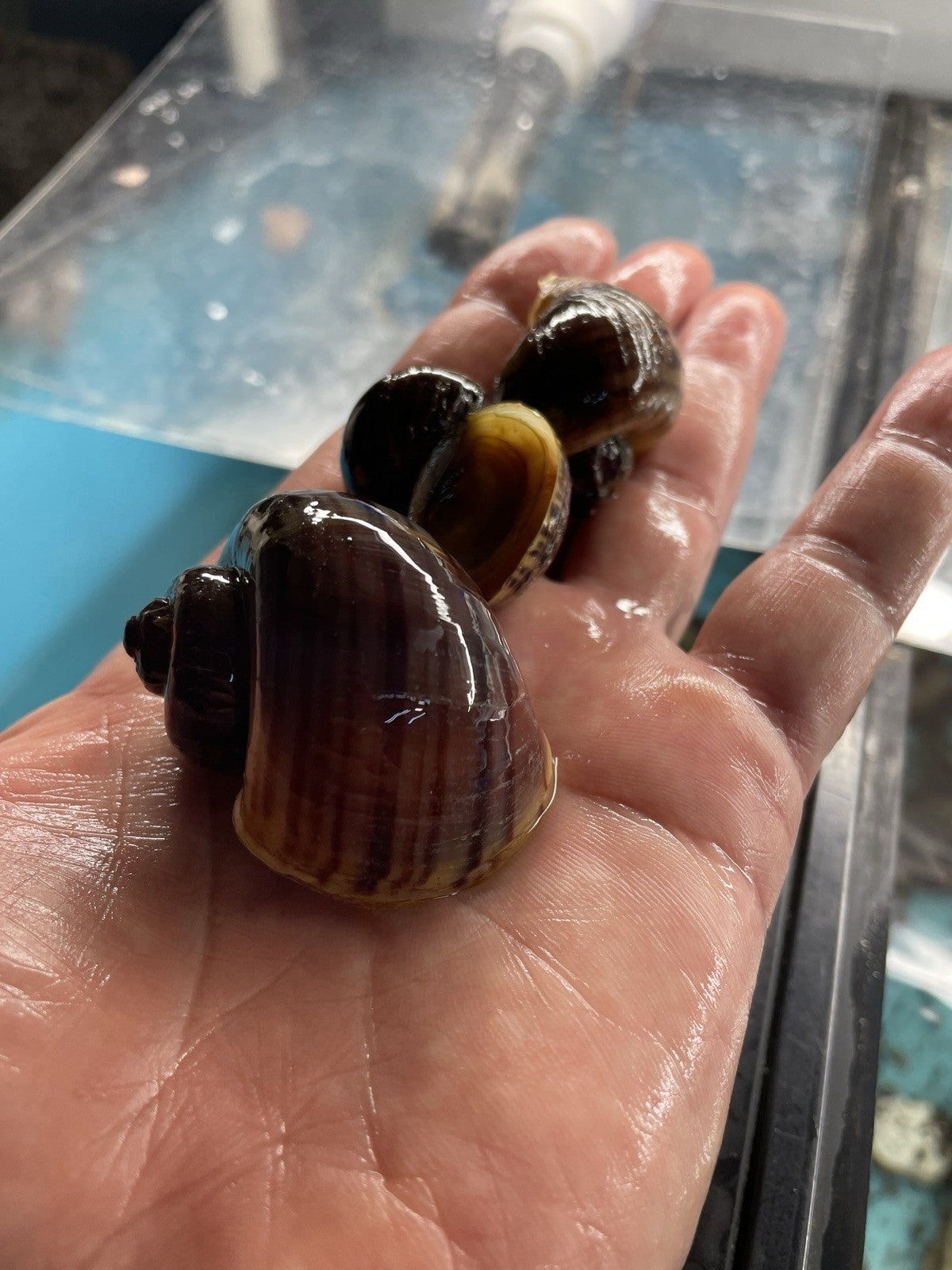 3 PURPLES and 3 MAGENTA Mystery Snails| Highest Quality Live: