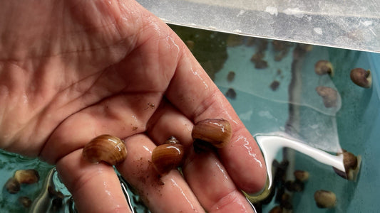 6 Hazelnuts Mystery Snails | Highest Quality Live : DIME SIZE