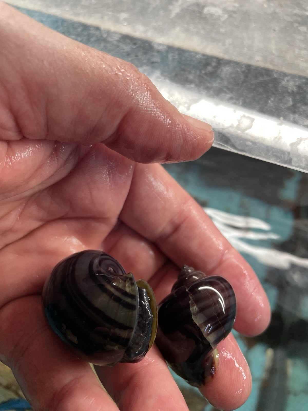 3 PURPLES and 3 MAGENTA Mystery Snails| Highest Quality Live: