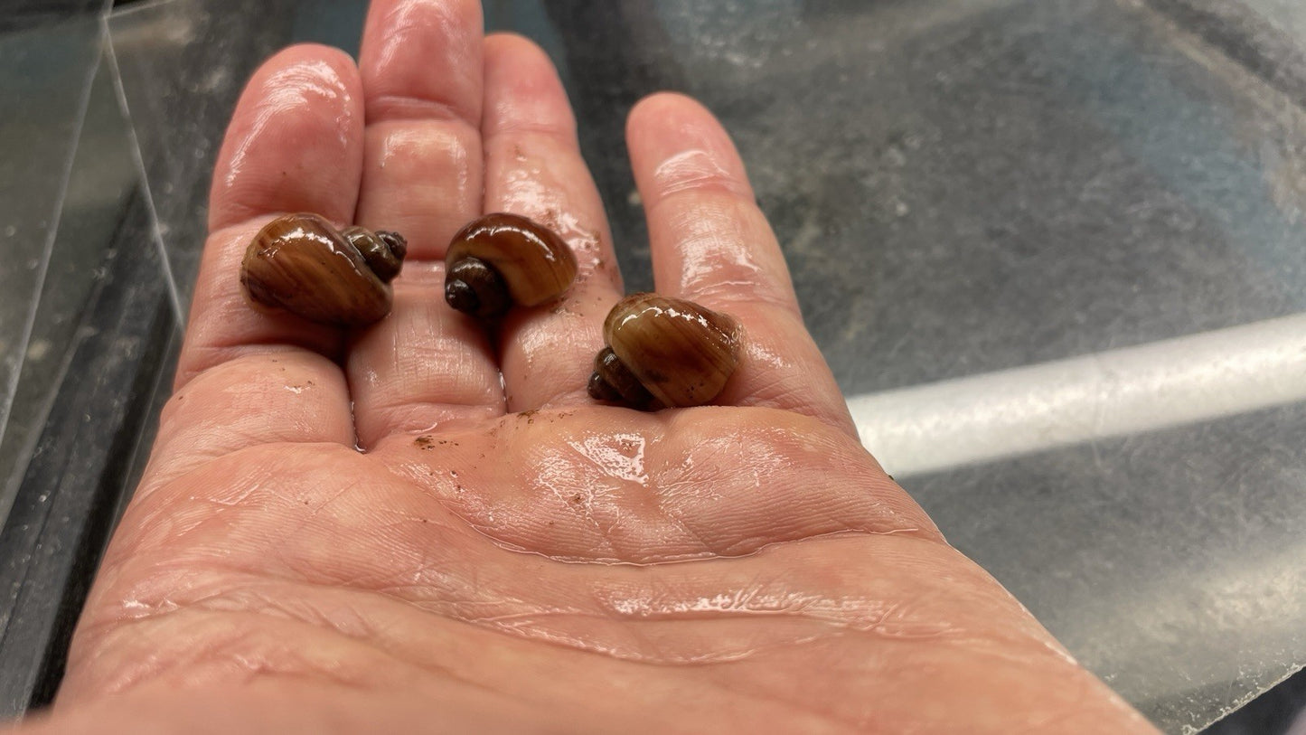 6 Hazelnuts Mystery Snails | Highest Quality Live : DIME SIZE