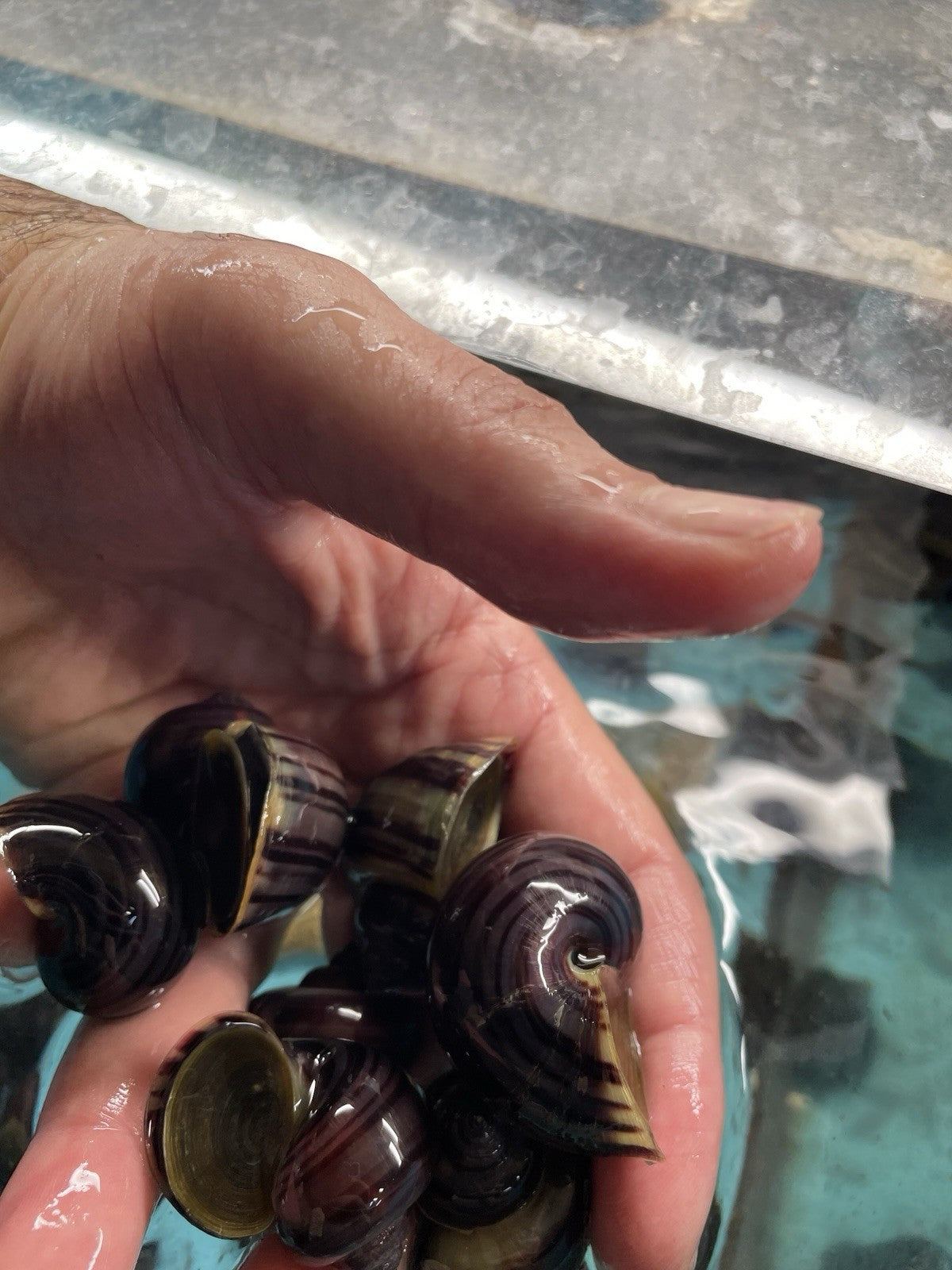 3 PURPLES and 3 MAGENTA Mystery Snails| Highest Quality Live: