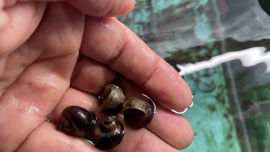 6 PURPLES Mystery Snails| Highest Quality Live: DIME SIZE SNAILS