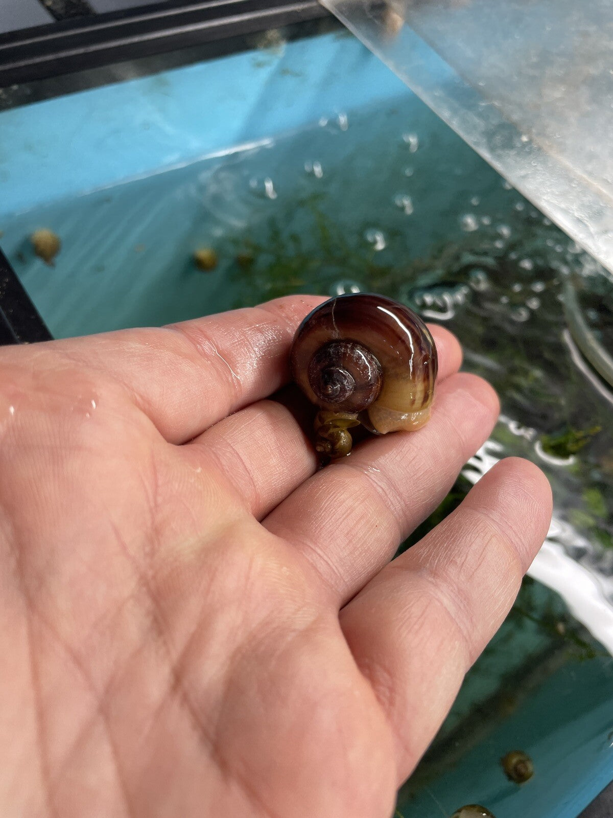 6 Magenta Mystery Snails | Highest Quality Live : NICKEL SIZE
