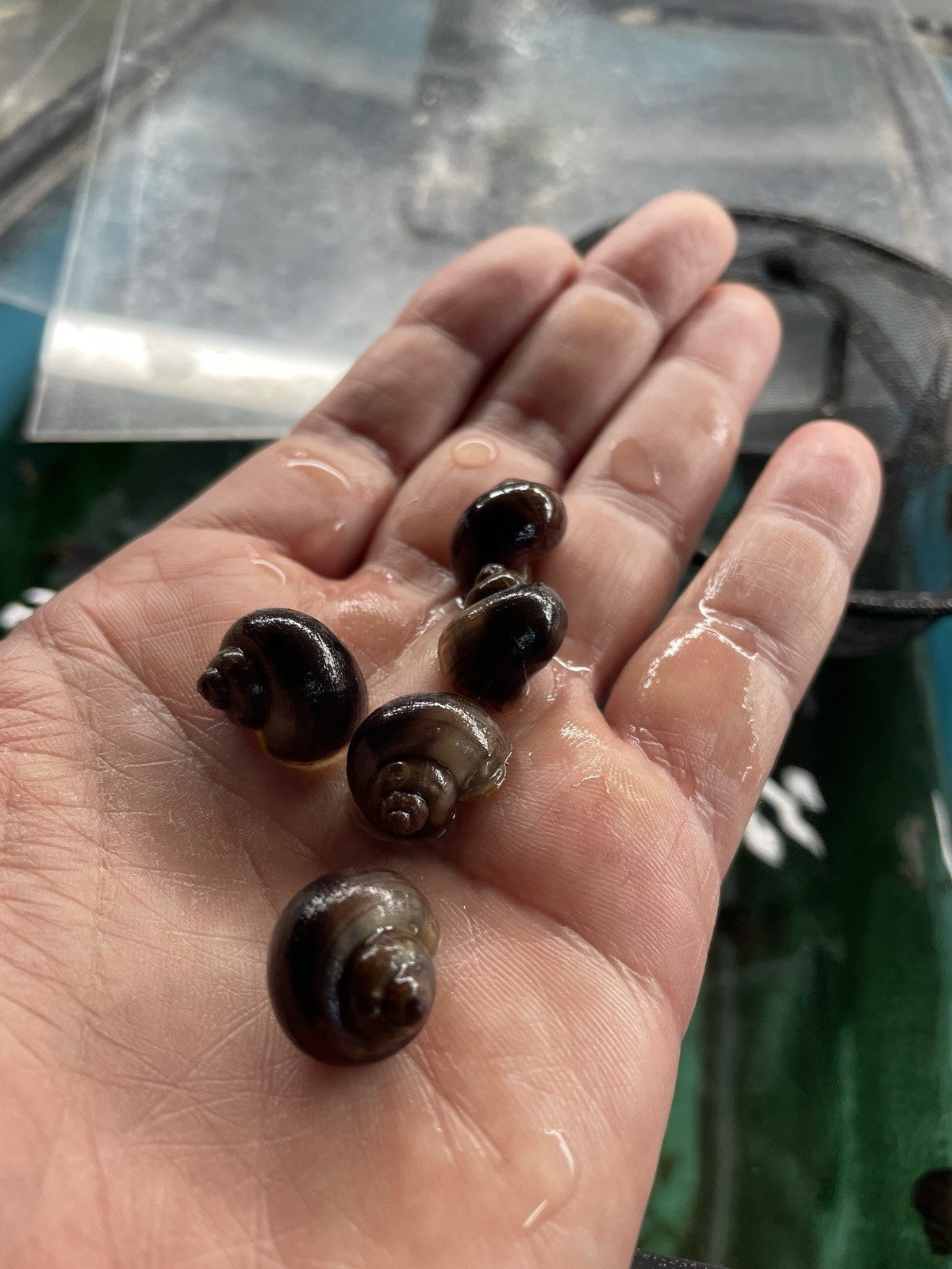 6 PURPLES Mystery Snails| Highest Quality Live: DIME SIZE SNAILS