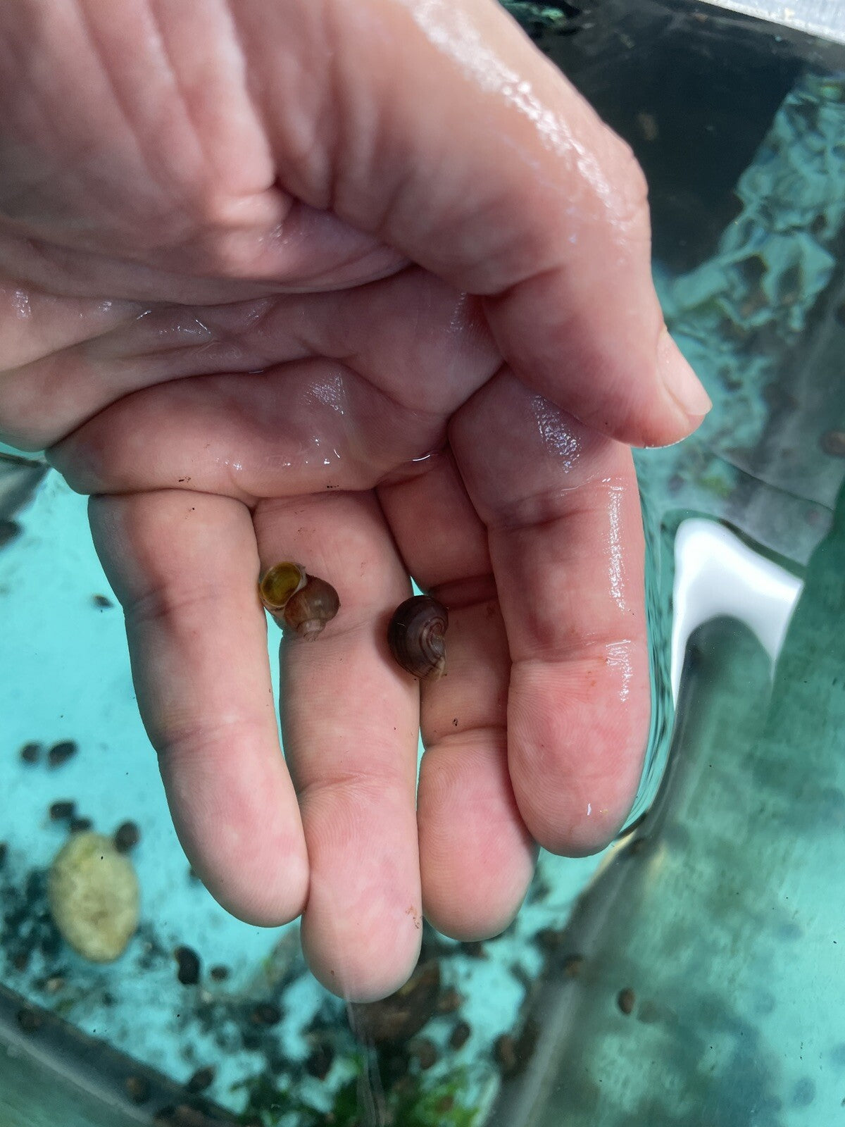 6 PURPLES Mystery Snails| Highest Quality Live: DIME SIZE SNAILS
