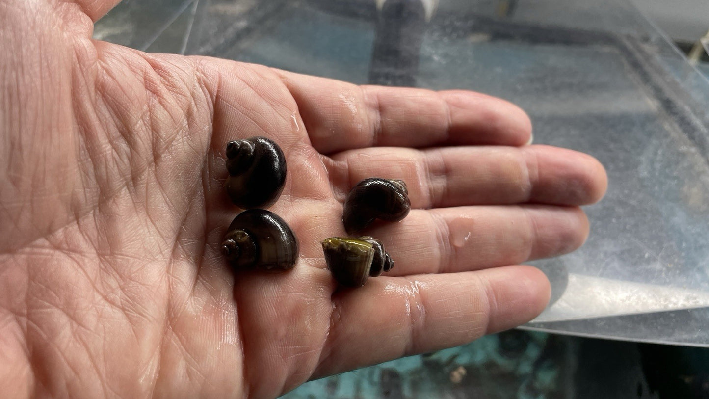 6 PURPLES Mystery Snails| Highest Quality Live: DIME SIZE SNAILS
