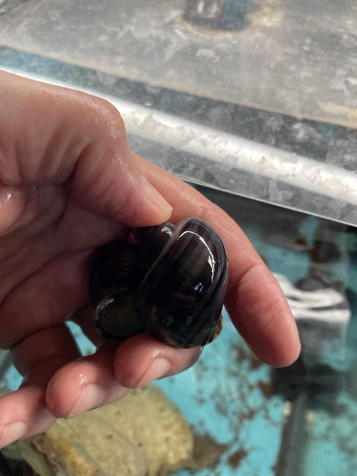 3 PURPLES and 3 MAGENTA Mystery Snails| Highest Quality Live: